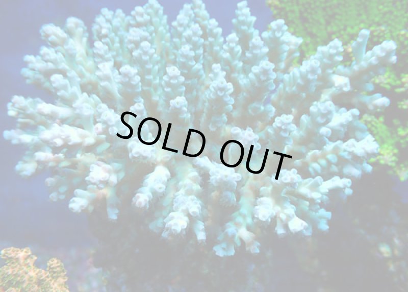 画像3: Acropora (3)