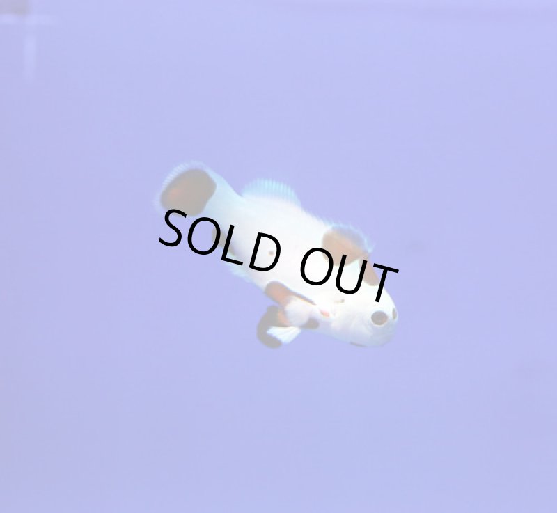 画像2: オレンジストーム (2)