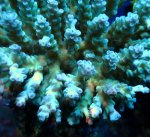 画像4: Acropora (4)