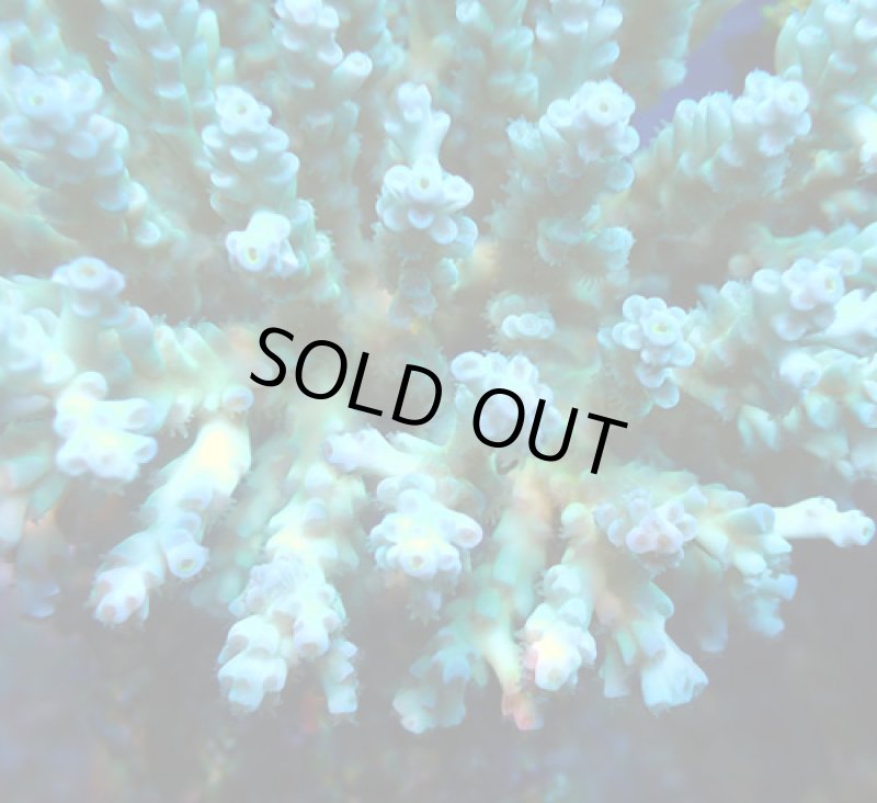 画像4: Acropora (4)