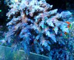 画像3: Acropora (3)