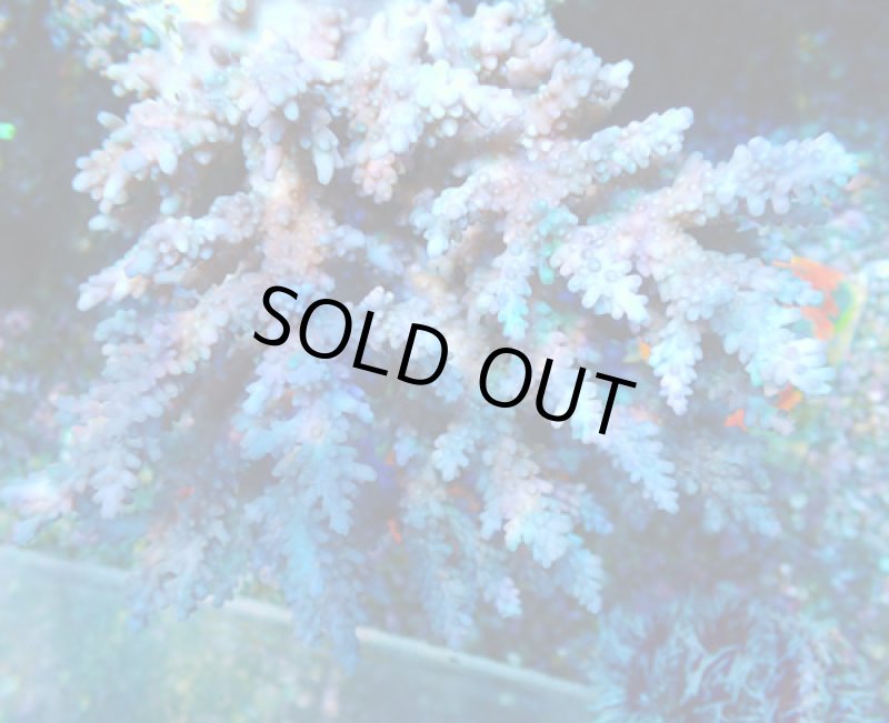 画像3: Acropora (3)