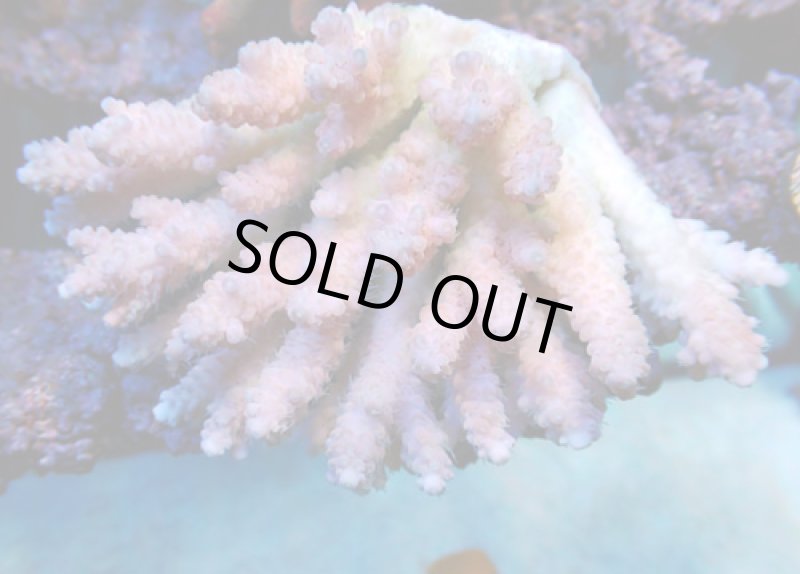 画像1: Acropora (1)