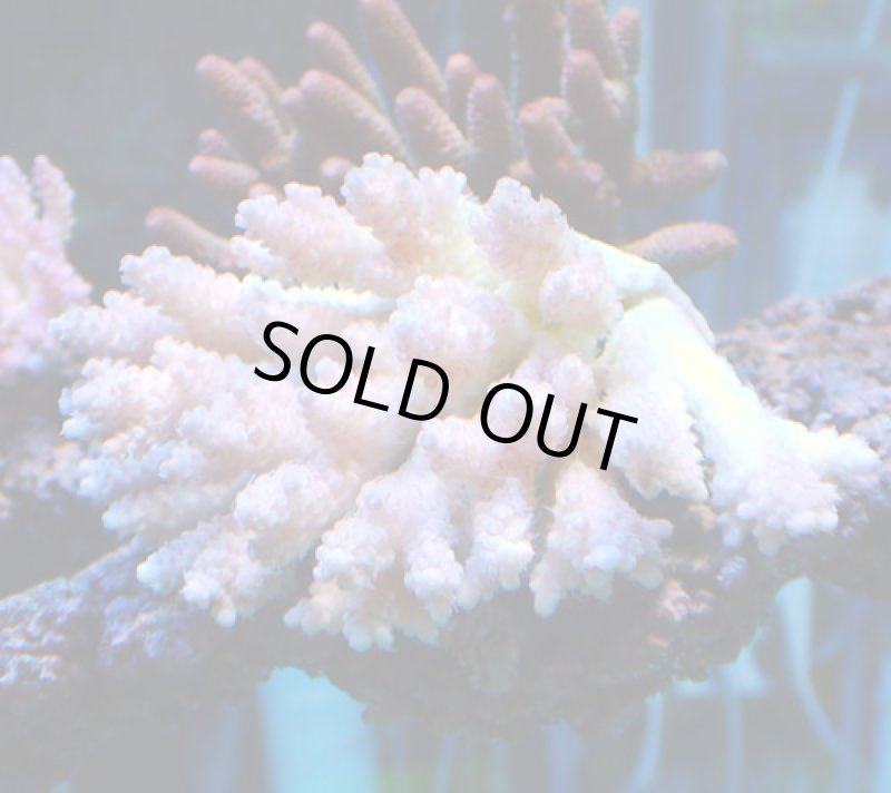 画像2: Acropora (2)