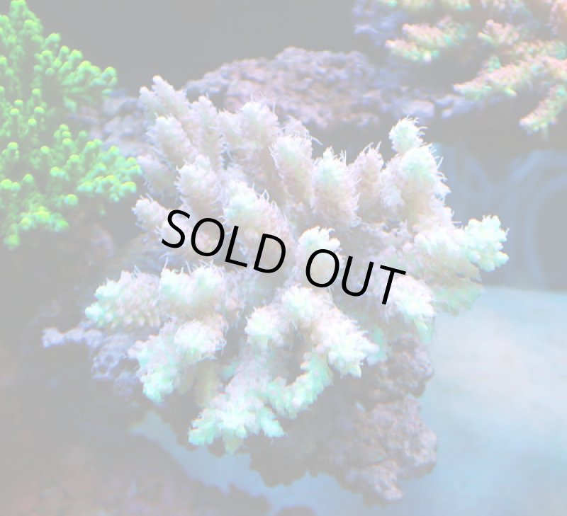 画像2: Acropora (2)