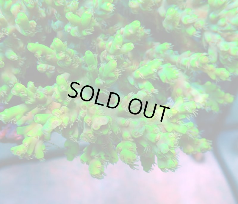 画像2: Acropora (2)