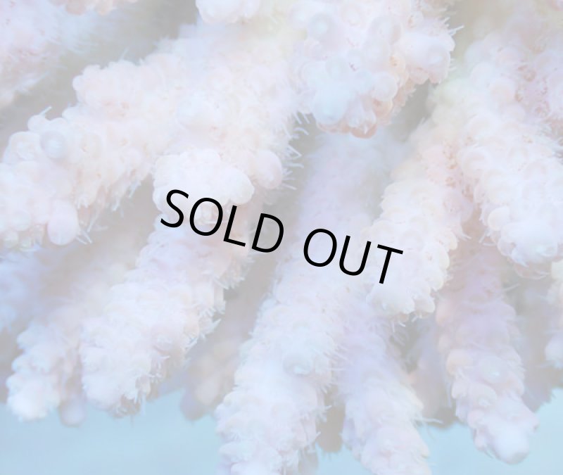 画像3: Acropora (3)