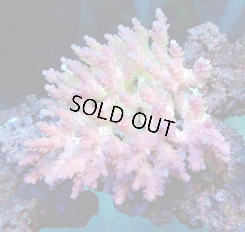画像3: Acropora (3)