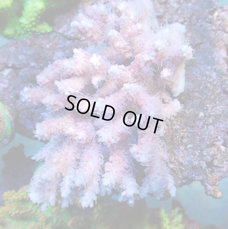 画像1: Acropora (1)
