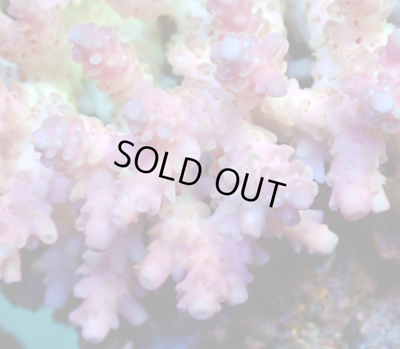 画像4: Acropora (4)