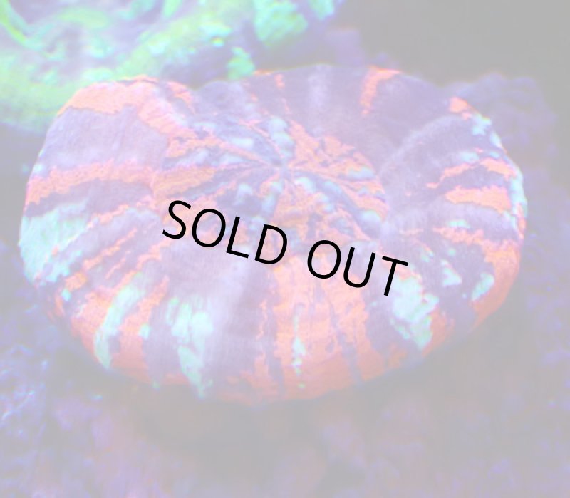 画像3: スコリミア (3)