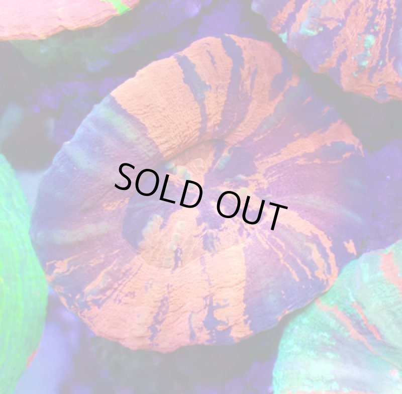 画像1: スコリミア (1)