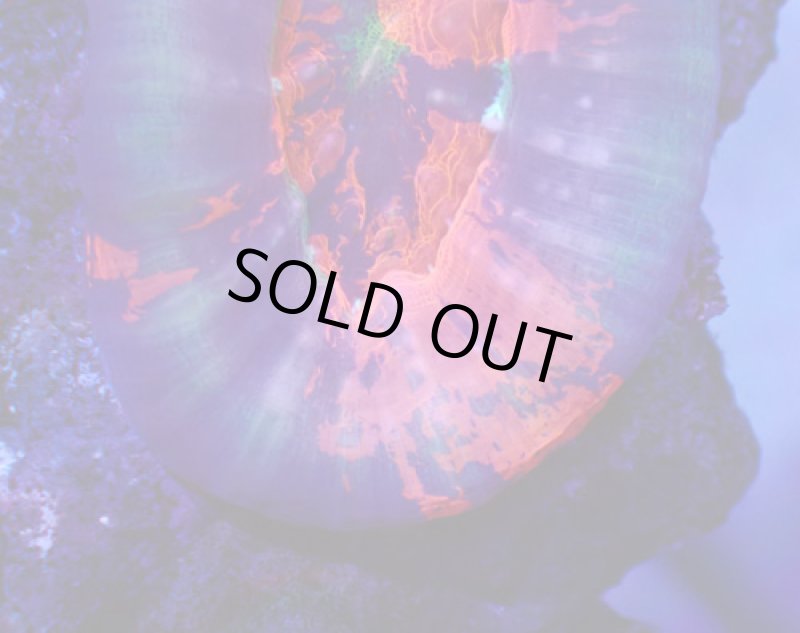 画像3: スコリミア (3)