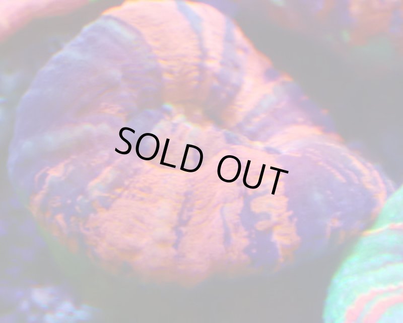 画像3: スコリミア (3)