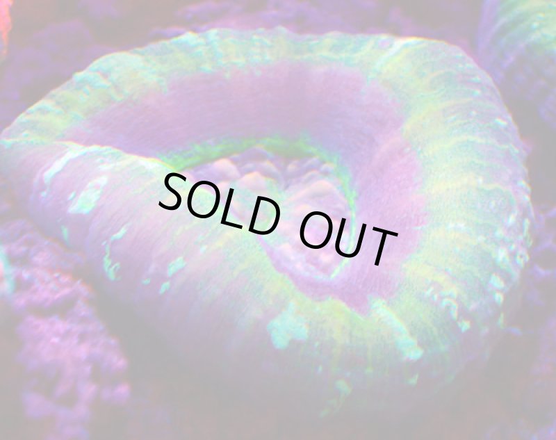 画像3: スコリミア (3)