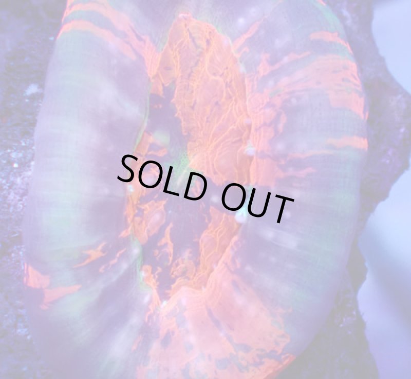 画像2: スコリミア (2)