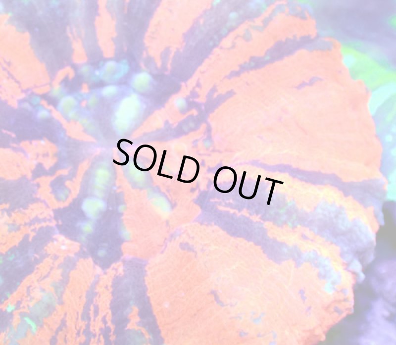 画像2: スコリミア (2)