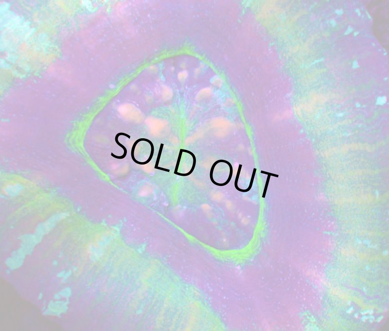 画像2: スコリミア (2)