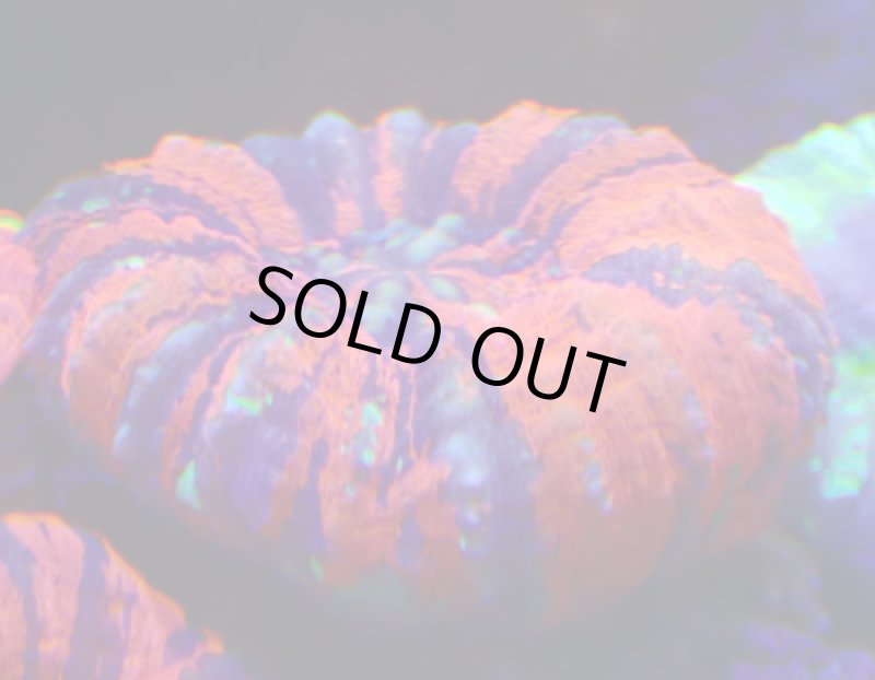 画像3: スコリミア (3)