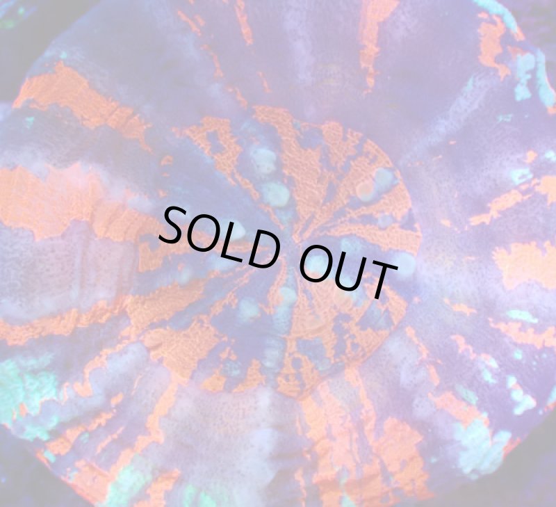 画像2: スコリミア (2)