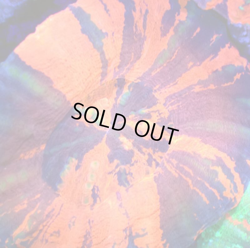 画像2: スコリミア (2)