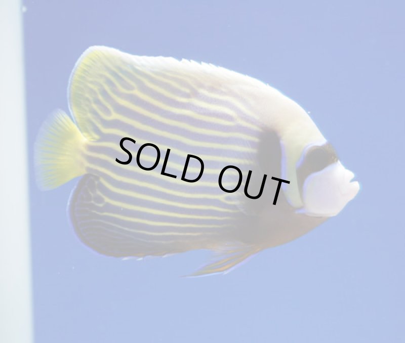 画像2: タテジマキンチャクダイ (2)