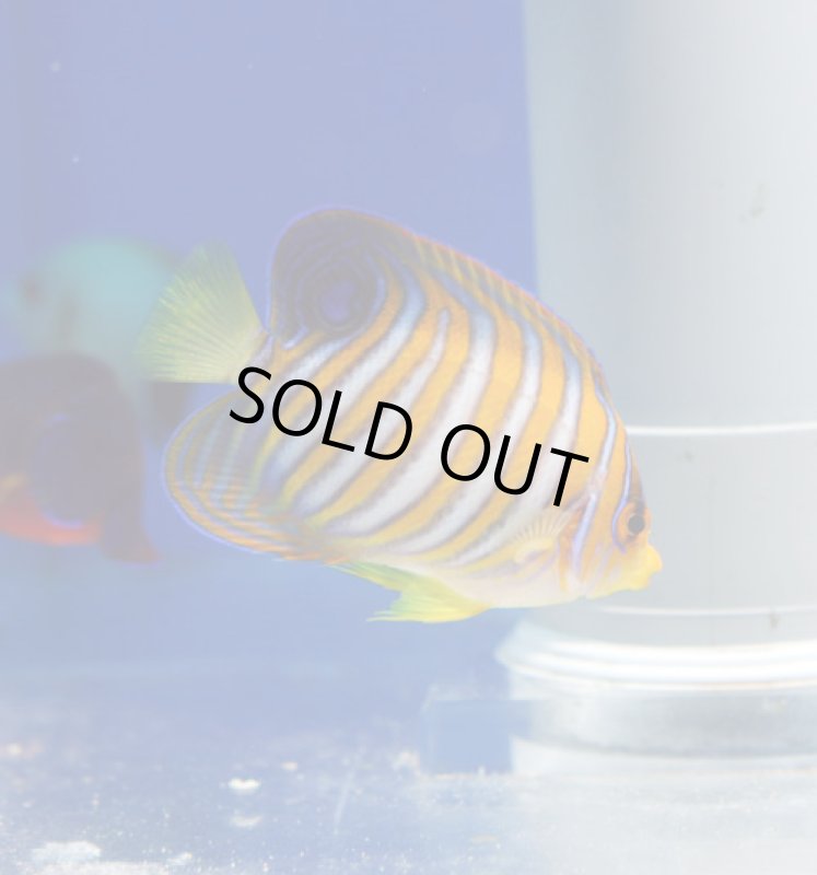 画像2: ニシキヤッコ (2)