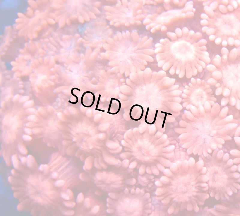 画像2: ハナガササンゴ  (2)