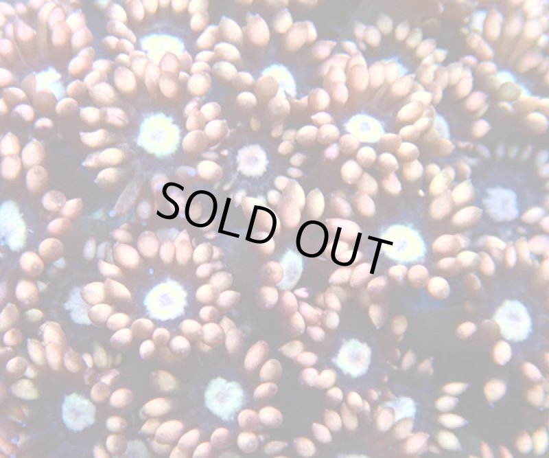 画像2: ハナガササンゴ  (2)