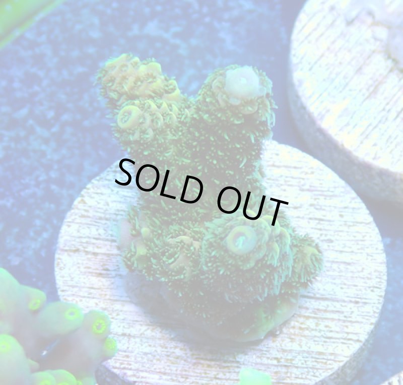 画像1: CE  Acro Mille Green (1)