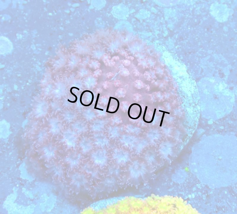 画像1: Bernardpora  (1)