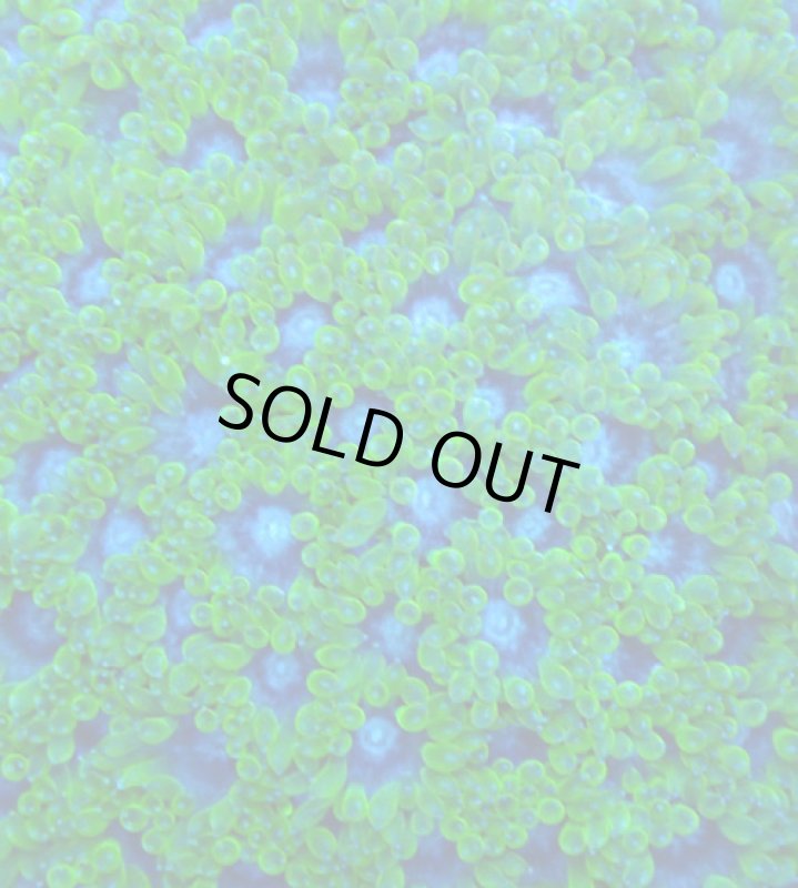 画像2: Bernardpora  (2)