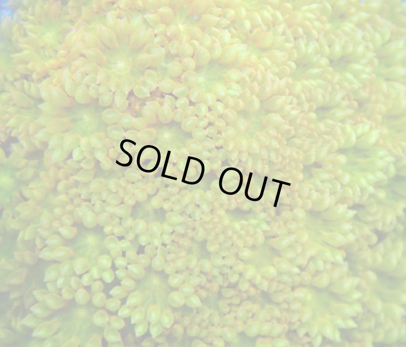 画像2: Bernardpora  (2)