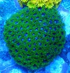 画像1: Bernardpora  (1)