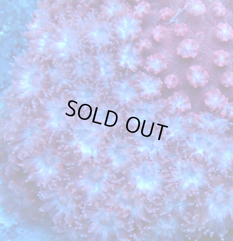 画像2: Bernardpora  (2)