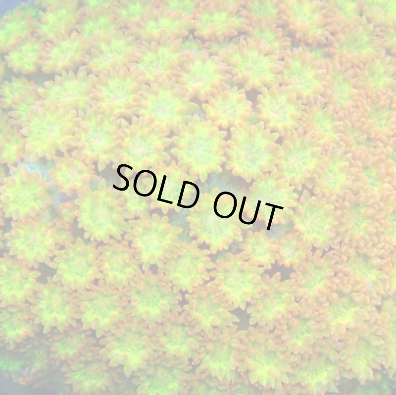 画像2: Bernardpora  (2)