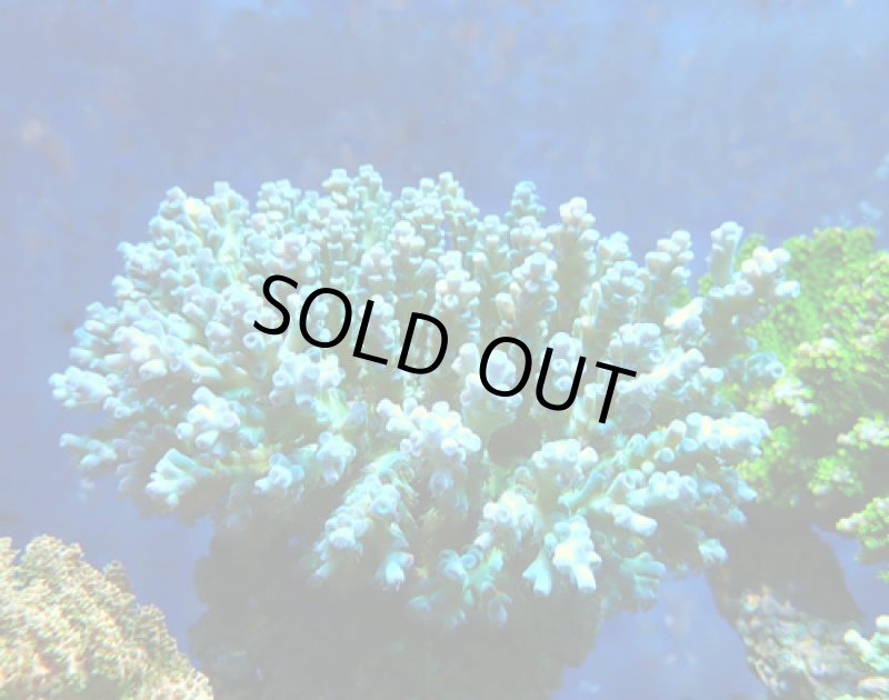 画像1: Acropora (1)