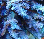 画像2: Acropora (2)