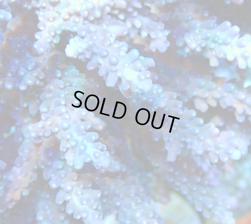 画像2: Acropora (2)