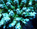 画像2: Acropora (2)
