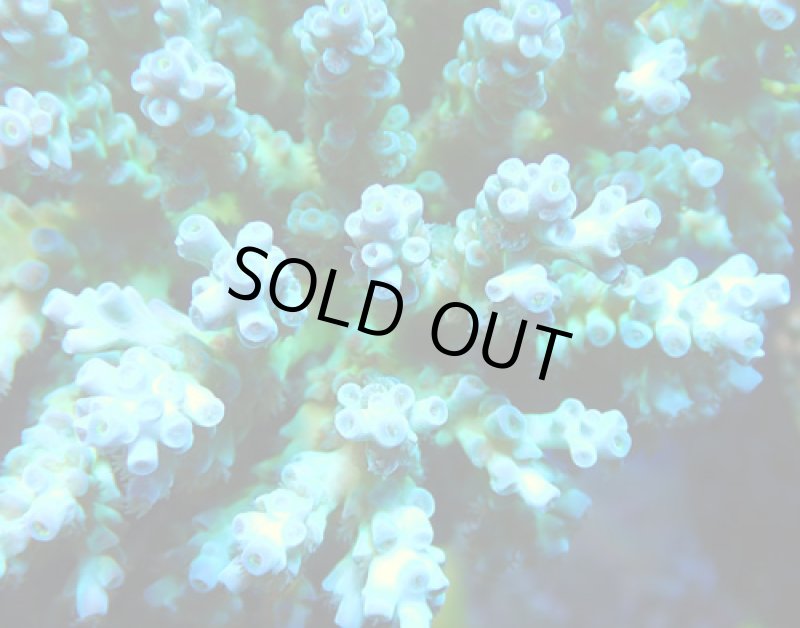 画像2: Acropora (2)