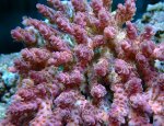 画像2: Acropora (2)