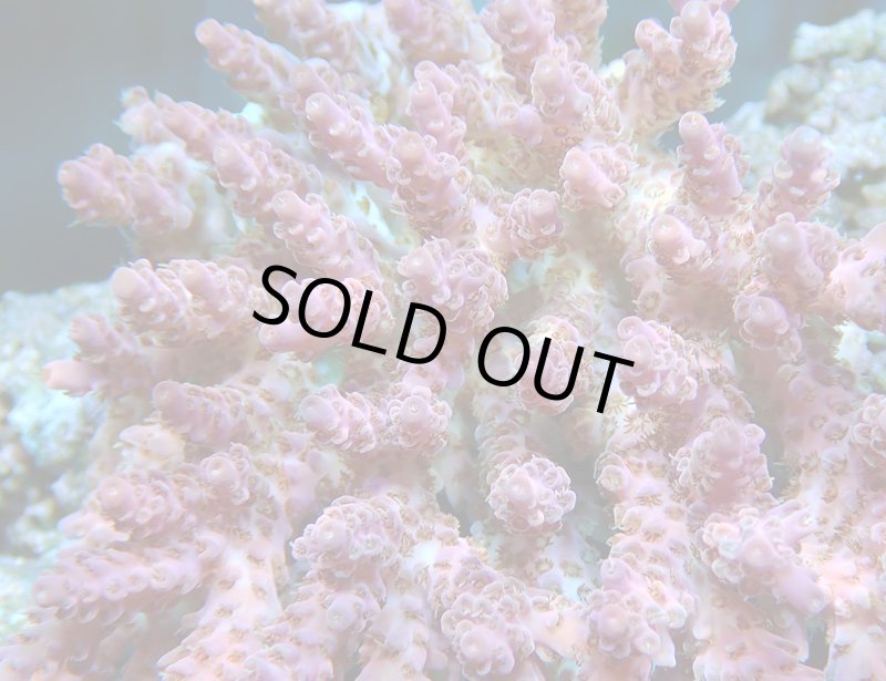 画像2: Acropora (2)