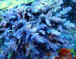画像1: Acropora (1)