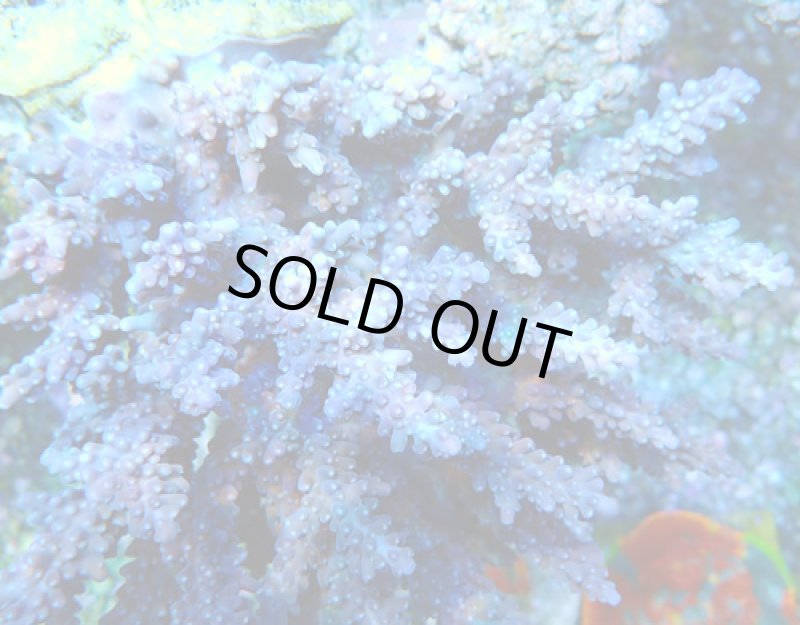 画像1: Acropora (1)