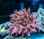 画像1: Acropora (1)
