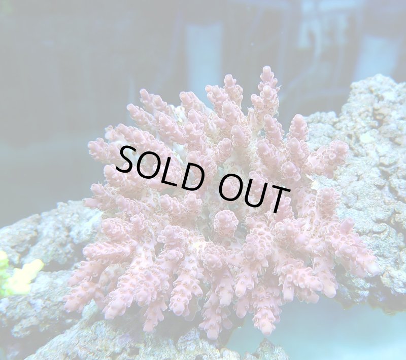 画像1: Acropora (1)