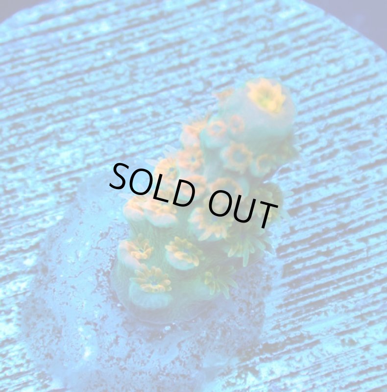 画像3: CE  Acro Walt Disney (3)