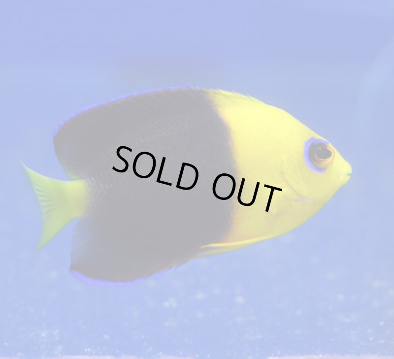 画像2: ココスピグミーエンゼル (2)