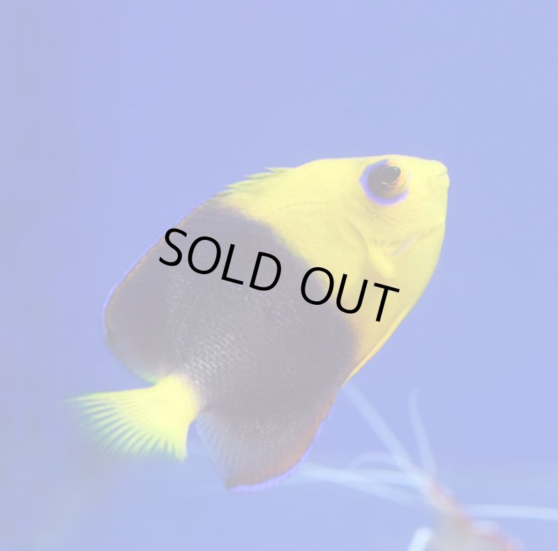 画像3: ココスピグミーエンゼル (3)